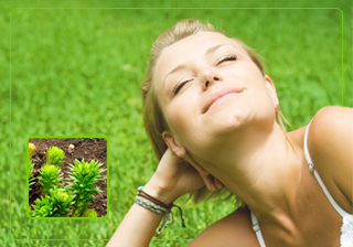 Rhodiola lindert Stress und steigert Leistung