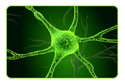 Rhodiola macht Sie nachweislich geistig robust